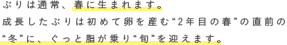 ぶりは通常、春に生まれます。成長したぶりは初めて卵を産む“2年目の春”の直前の“冬”に、ぐっと脂が乗り“旬”を迎えます。