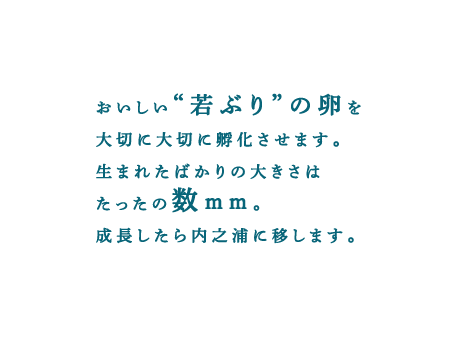 おいしい“若ぶり”の卵を大切に大切に孵化させます。生まれたばかりの大きさはたったの数mm。成長したら内之浦に移します。