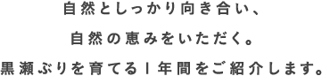 自然としっかり向き合い、自然の恵みをいただく。黒瀬ぶりを育てる1年間をご紹介します。