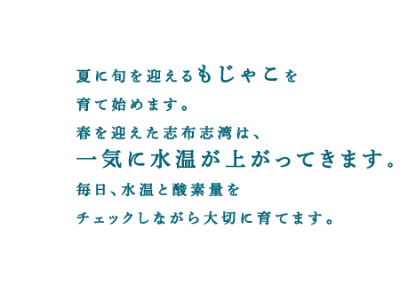 夏に旬を迎えるもじゃこを育て始めます。春を迎えた志布志湾は、一気に水温が上がってきます。毎日、水温と酸素量をチェックしながら大切に育てます。