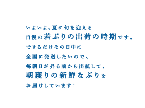 いよいよ、夏に旬を迎える自慢の若ぶりの出荷の時期です。できるだけその日中に全国に発送したいので、毎朝日が昇る前から出航して、朝獲りの新鮮なぶりをお届けしています！