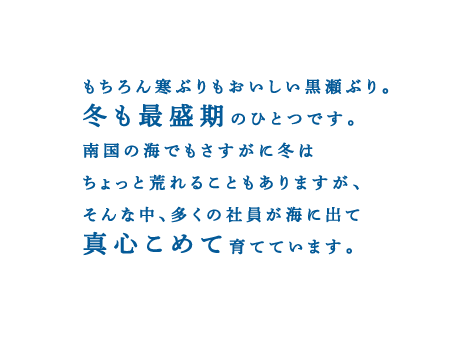 もちろん寒ぶりもおいしい黒瀬ぶり。冬も最盛期のひとつです。南国の海でもさすがに冬はちょっと荒れることもありますが、そんな中、多くの社員が海に出て真心こめて育てています。