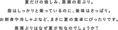 夏だけの愉しみ、黒瀬の若ぶり。脂はしっかりと乗っているのに、後味はさっぱり。お刺身や冷しゃぶなど、まさに夏の食卓にぴったりです。黒瀬ぶりはなぜ夏が旬なのでしょうか？