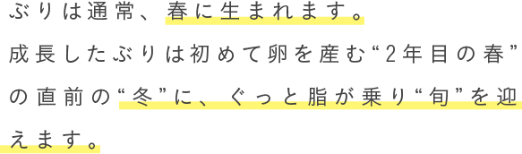 ぶりは通常、春に生まれます。成長したぶりは初めて卵を産む“2年目の春”の直前の“冬”に、ぐっと脂が乗り“旬”を迎えます。