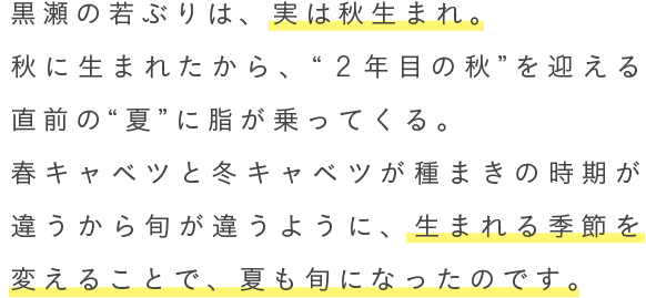 黒瀬の若ぶりは、実は秋生まれ。秋に生まれたから、“2年目の秋”を迎える直前の“夏”に脂が乗ってくる。春キャベツと冬キャベツが種まきの時期が違うから旬が違うように、生まれる季節を変えることで、夏も旬になったのです。