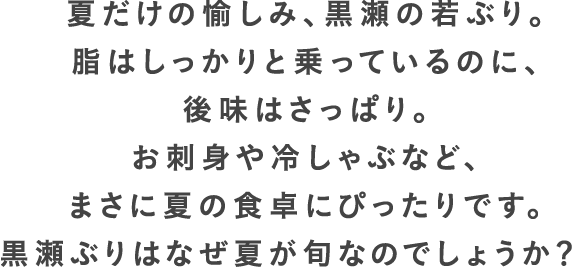 夏だけの愉しみ、黒瀬の若ぶり。脂はしっかりと乗っているのに、後味はさっぱり。お刺身や冷しゃぶなど、まさに夏の食卓にぴったりです。黒瀬ぶりはなぜ夏が旬なのでしょうか？