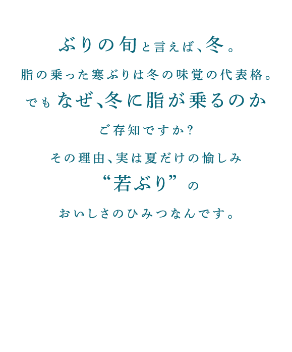 ぶりの旬と言えば、冬。脂の乗った寒ぶりは冬の味覚の代表格。でもなぜ、冬に脂が乗るのかご存知ですか？その理由、実は夏だけの愉しみ“若ぶり”のおいしさのひみつなんです。