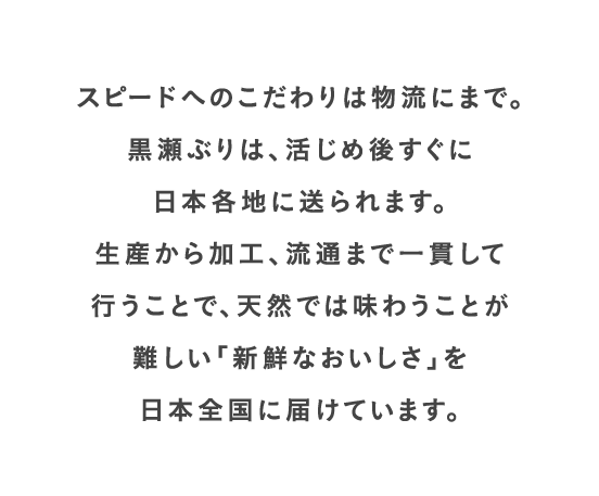 スピードへのこだわりは物流にまで。黒瀬ぶりは、活じめ後すぐに日本各地に送られます。生産から加工、流通まで一貫して行うことで、天然では味わうことが難しい「新鮮なおいしさ」を日本全国に届けています。