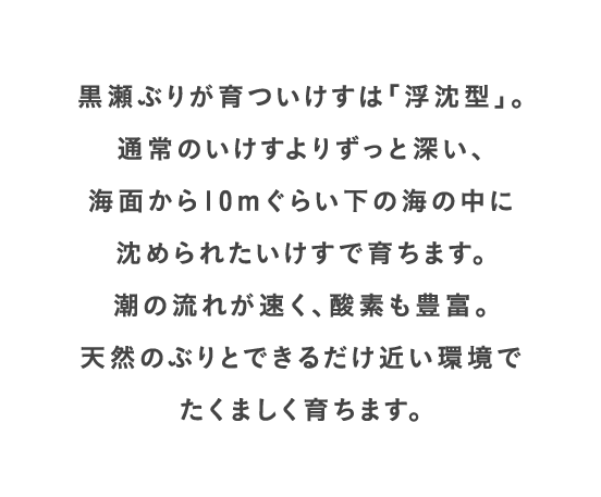 黒瀬ぶりが育ついけすは「浮沈型」。通常のいけすよりずっと深い、海面から10mぐらい下の海の中に沈められたいけすで育ちます。潮の流れが速く、酸素も豊富。天然のぶりとできるだけ近い環境でたくましく育ちます。