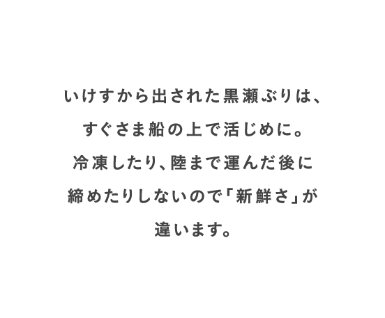 いけすから出された黒瀬ぶりは、すぐさま船の上で活けじめに。冷凍したり、陸まで運んだ後に締めたりしないので「新鮮さ」が違います。