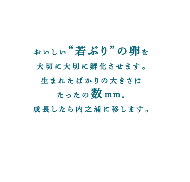 おいしい“若ぶり”の卵を大切に大切に孵化させます。生まれたばかりの大きさはたったの数mm。成長したら内之浦に移します。