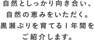 自然としっかり向き合い、自然の恵みをいただく。黒瀬ぶりを育てる1年間をご紹介します。