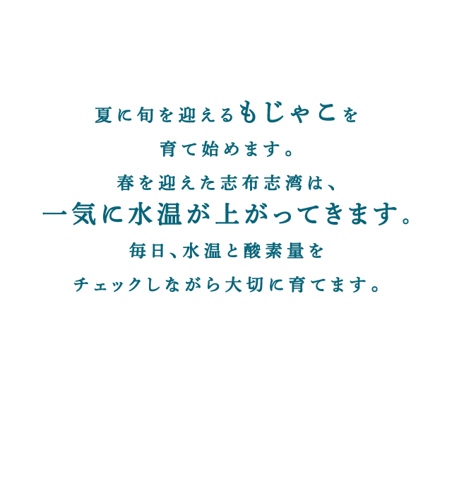 夏に旬を迎えるもじゃこを育て始めます。春を迎えた志布志湾は、一気に水温が上がってきます。毎日、水温と酸素量をチェックしながら大切に育てます。