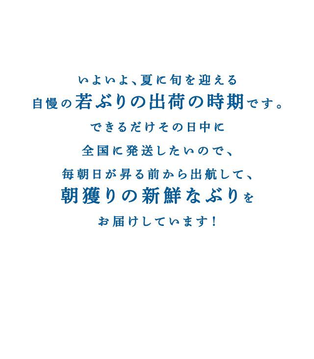 いよいよ、夏に旬を迎える自慢の若ぶりの出荷の時期です。できるだけその日中に全国に発送したいので、毎朝日が昇る前から出航して、朝獲りの新鮮なぶりをお届けしています！