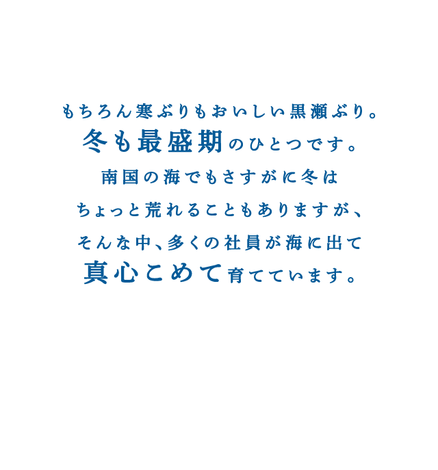 もちろん寒ぶりもおいしい黒瀬ぶり。冬も最盛期のひとつです。南国の海でもさすがに冬はちょっと荒れることもありますが、そんな中、多くの社員が海に出て真心こめて育てています。