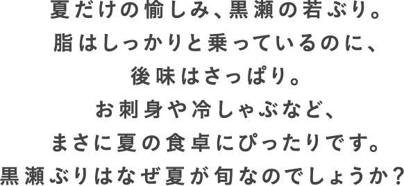 夏だけの愉しみ、黒瀬の若ぶり。脂はしっかりと乗っているのに、後味はさっぱり。お刺身や冷しゃぶなど、まさに夏の食卓にぴったりです。黒瀬ぶりはなぜ夏が旬なのでしょうか？