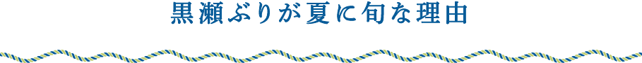 黒瀬ぶりが夏に旬な理由