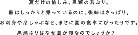 夏だけの愉しみ、黒瀬の若ぶり。脂はしっかりと乗っているのに、後味はさっぱり。お刺身や冷しゃぶなど、まさに夏の食卓にぴったりです。黒瀬ぶりはなぜ夏が旬なのでしょうか？