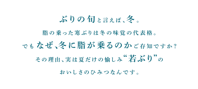 ぶりの旬と言えば、冬。脂の乗った寒ぶりは冬の味覚の代表格。でもなぜ、冬に脂が乗るのかご存知ですか？その理由、実は夏だけの愉しみ“若ぶり”のおいしさのひみつなんです。