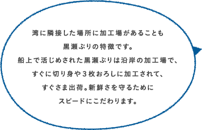 湾に隣接した場所に加工場があることも黒瀬ぶりの特徴です。船上で活じめされた黒瀬ぶりは沿岸の加工場で、すぐに切り身や３枚おろしに加工されて、すぐさま出荷。新鮮さを守るためにスピードにこだわります。