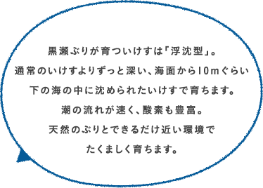 黒瀬ぶりが育ついけすは「浮沈型」。通常のいけすよりずっと深い、海面から10mぐらい下の海の中に沈められたいけすで育ちます。潮の流れが速く、酸素も豊富。天然のぶりとできるだけ近い環境でたくましく育ちます。