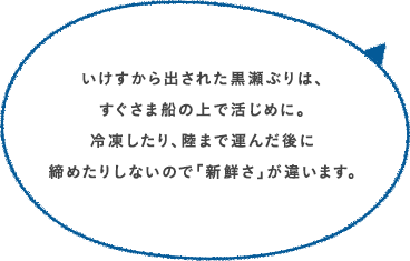 いけすから出された黒瀬ぶりは、すぐさま船の上で活けじめに。冷凍したり、陸まで運んだ後に締めたりしないので「新鮮さ」が違います。