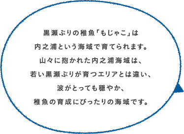 黒瀬ぶりの稚魚「もじゃこ」は内之浦という海域で育てられます。山々に抱かれた内之浦海域は、若い黒瀬ぶりが育つエリアとは違い、波がとっても穏やか、稚魚の育成にぴったりの海域です。