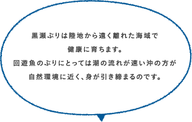 黒瀬ぶりは陸地から遠く離れた海域で健康に育ちます。回遊魚のぶりにとっては潮の流れが速い沖の方が自然環境に近く、身が引き締まるのです。